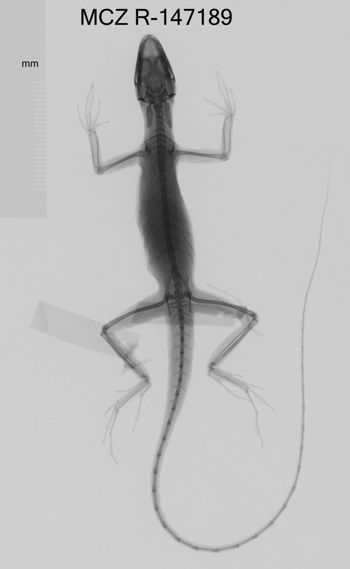 Media type: image;   Herpetology R-147189 Aspect: dorsoventral x-ray